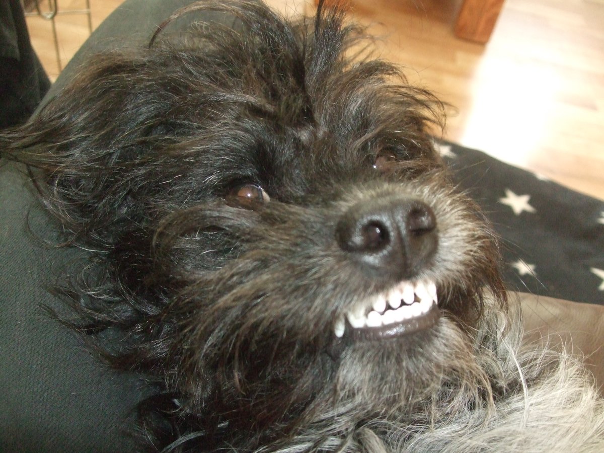 Happy Star wars day from Harvey, May the 4th be with you! #StarWarsDay #StarWars #StarWarsDay2021 #wookie #starwarsart #starwarsdog