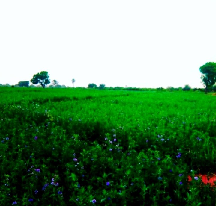 BalochHafeez201's tweet photo. جب بحریہ اور ڈی ایچ اے نہیں تھے تو یہ رنگ تھے اس دھرتی کے ـ یہ خوبصورتی تھی، پرندوں کی جنت کہلاتی تھی یہ سرزمین اور اب بحریہ اور ڈی ایچ اے کے بڑی بڑی مشینوں کے شور میں دھندلا گئی ہے، آخری سانسیں لے رہی ہے اب تو ہمارے درد کو سمجھو ـ
#SayNoToBahriaTown 
#SayNoToDHA https://t.co/dhJxyLDwci