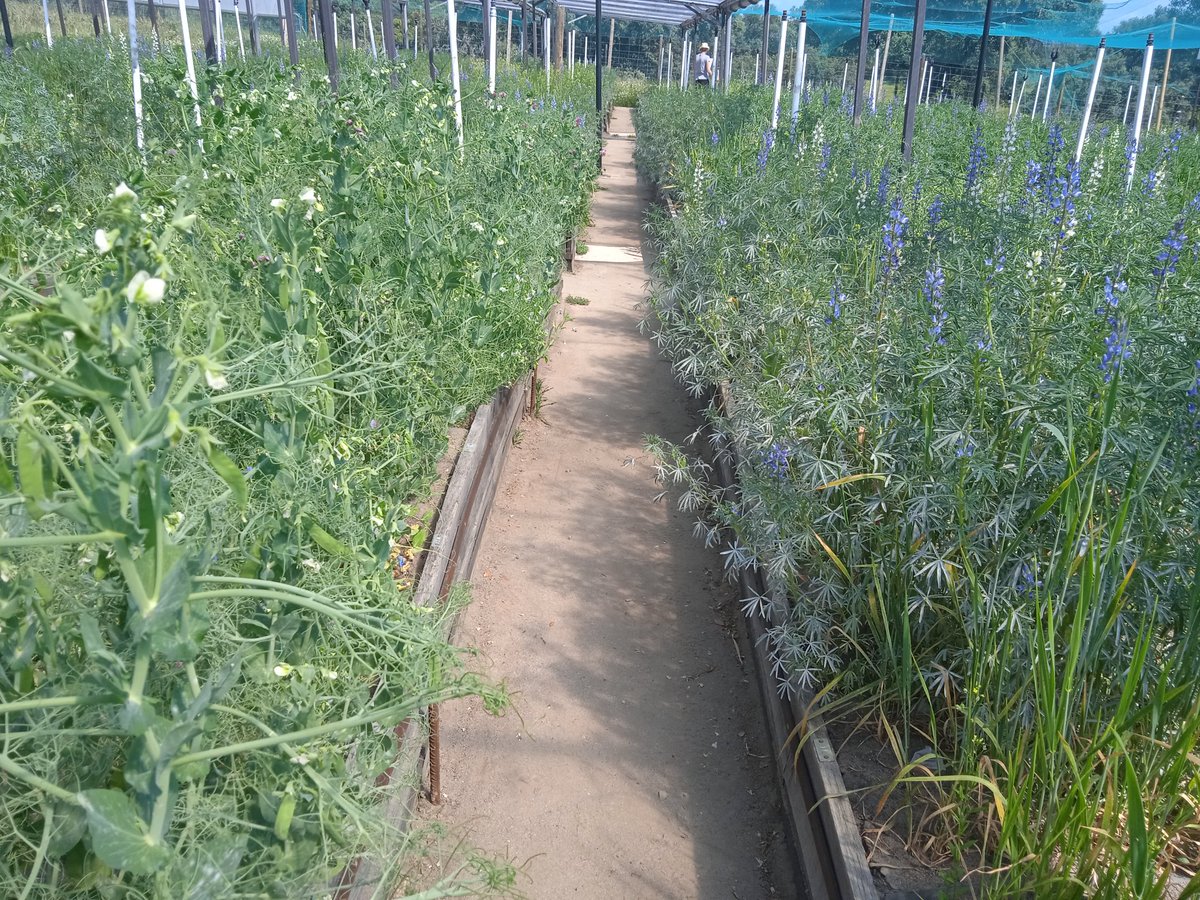 Christian Schöb tweet media