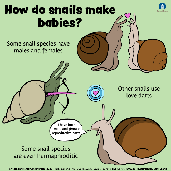 PacificSnail's tweet photo. Today we talk about how snails reproduce! Complete with baby snail photo for posterity 🙂 https://t.co/Y1K9qreX2Z