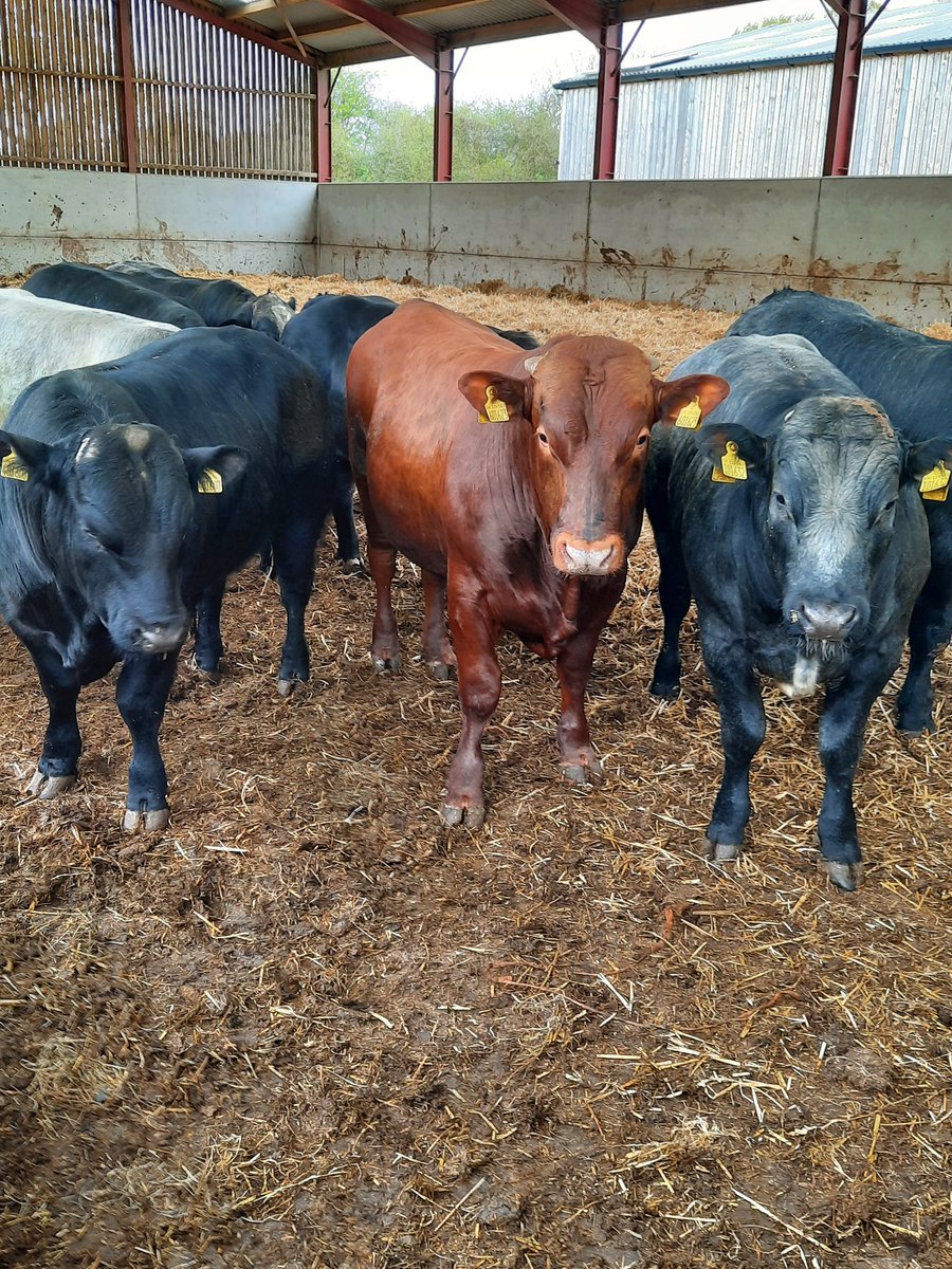 Colin Lucas tweet media