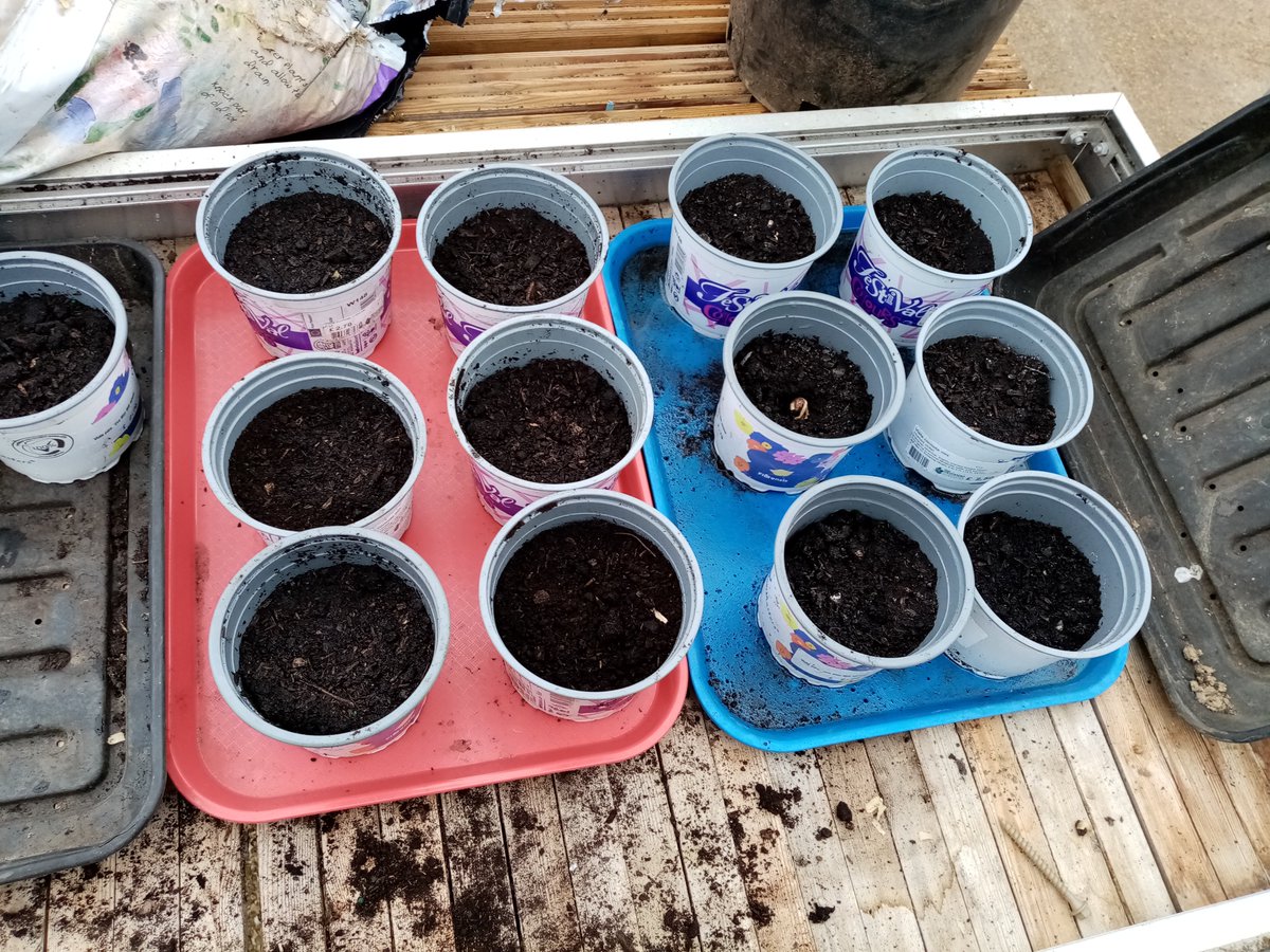 DuncanrigHorti's tweet photo. Summer Planting! Great work  from  S5 pupils who participated in helping to plant scarlet runner beans and peas. 🌿🌱😍#gardening https://t.co/eLSBfGgHhc