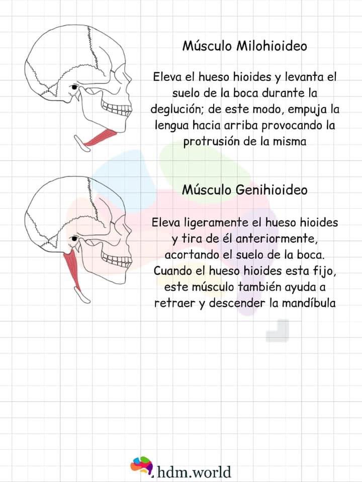HWorldllc's tweet image. En 5 minutos....MÚSCULOS DE LA MASTICACIÓN 🚑👩🏼‍⚕️👀📚 
Repasa con este material didáctico cada uno de los músculos implicados en el proceso masticatorio 
#musculo #masticacion #masetero #genhiodeo #pterogoideo