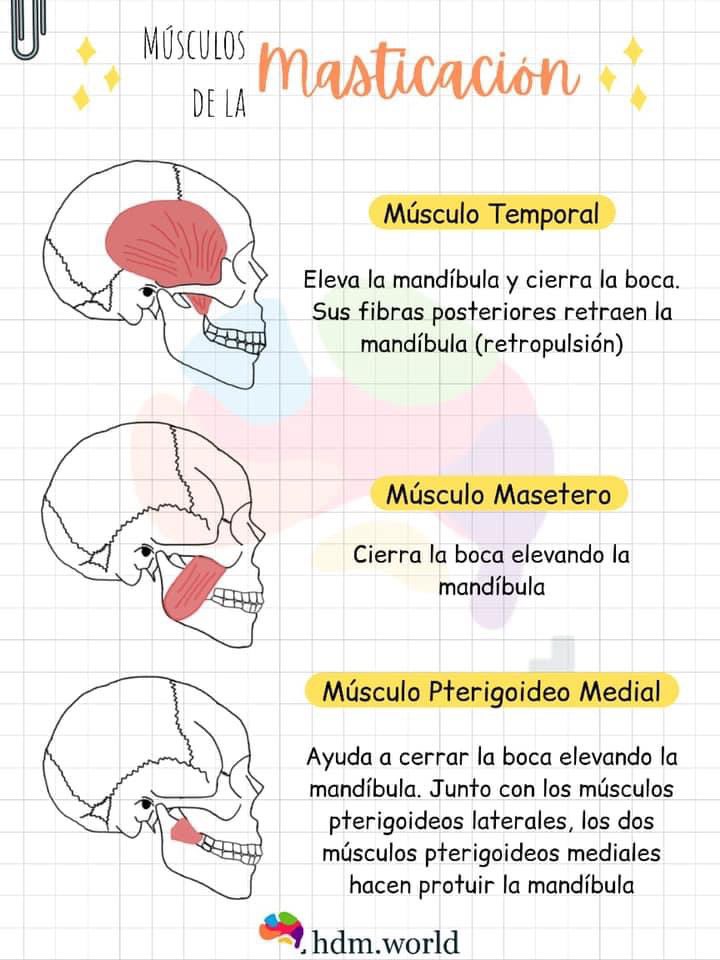 Los músculos de la masticación