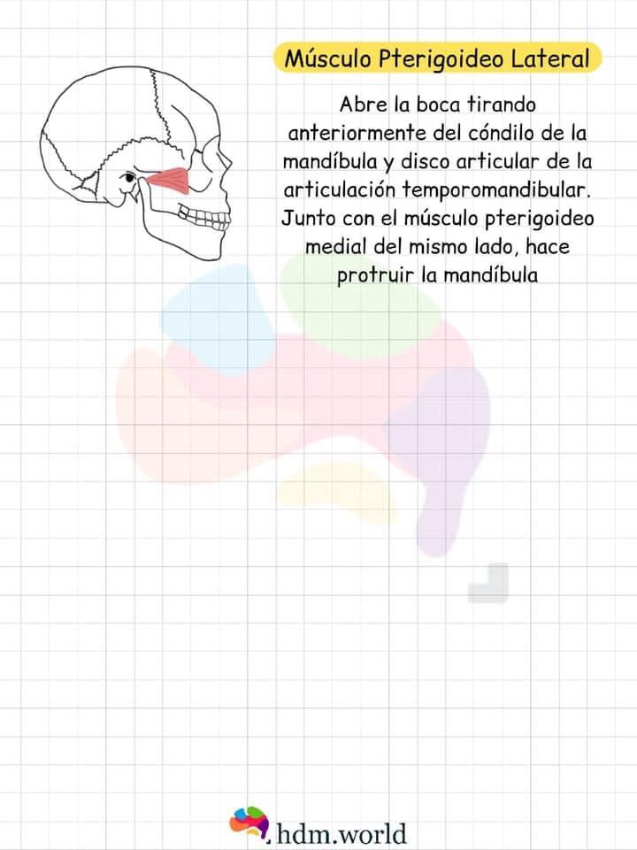 HWorldllc's tweet image. En 5 minutos....MÚSCULOS DE LA MASTICACIÓN 🚑👩🏼‍⚕️👀📚 
Repasa con este material didáctico cada uno de los músculos implicados en el proceso masticatorio 
#musculo #masticacion #masetero #genhiodeo #pterogoideo