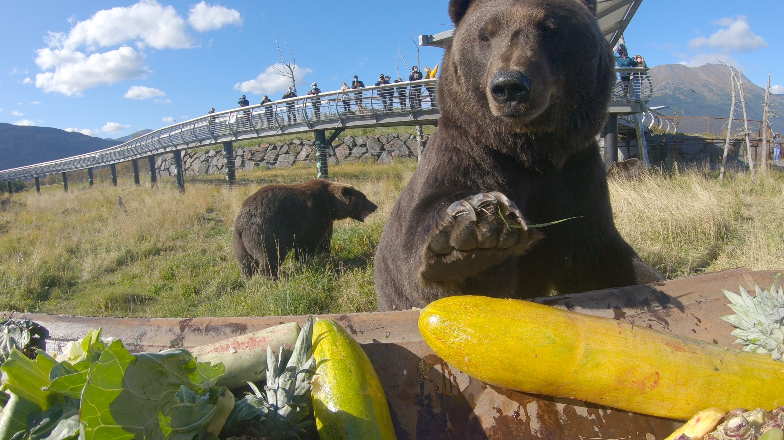 Brown Bears - Alaska Wildlife Conservation Center