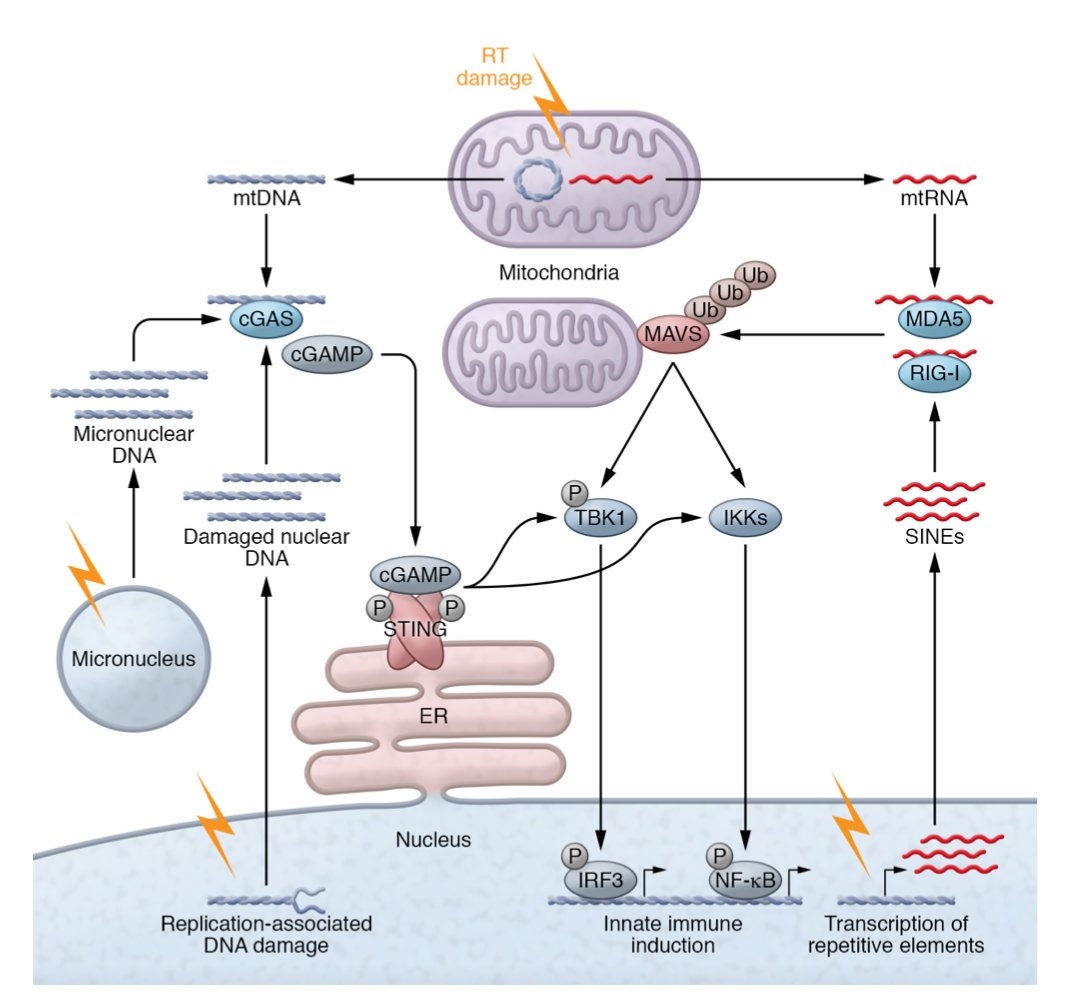 Check out our review on the "abscopal effect" - A fascinating example of the power of the immune system to clear tumor cells with damaged DNA 😁🥼🎉

jci.org/articles/view/…