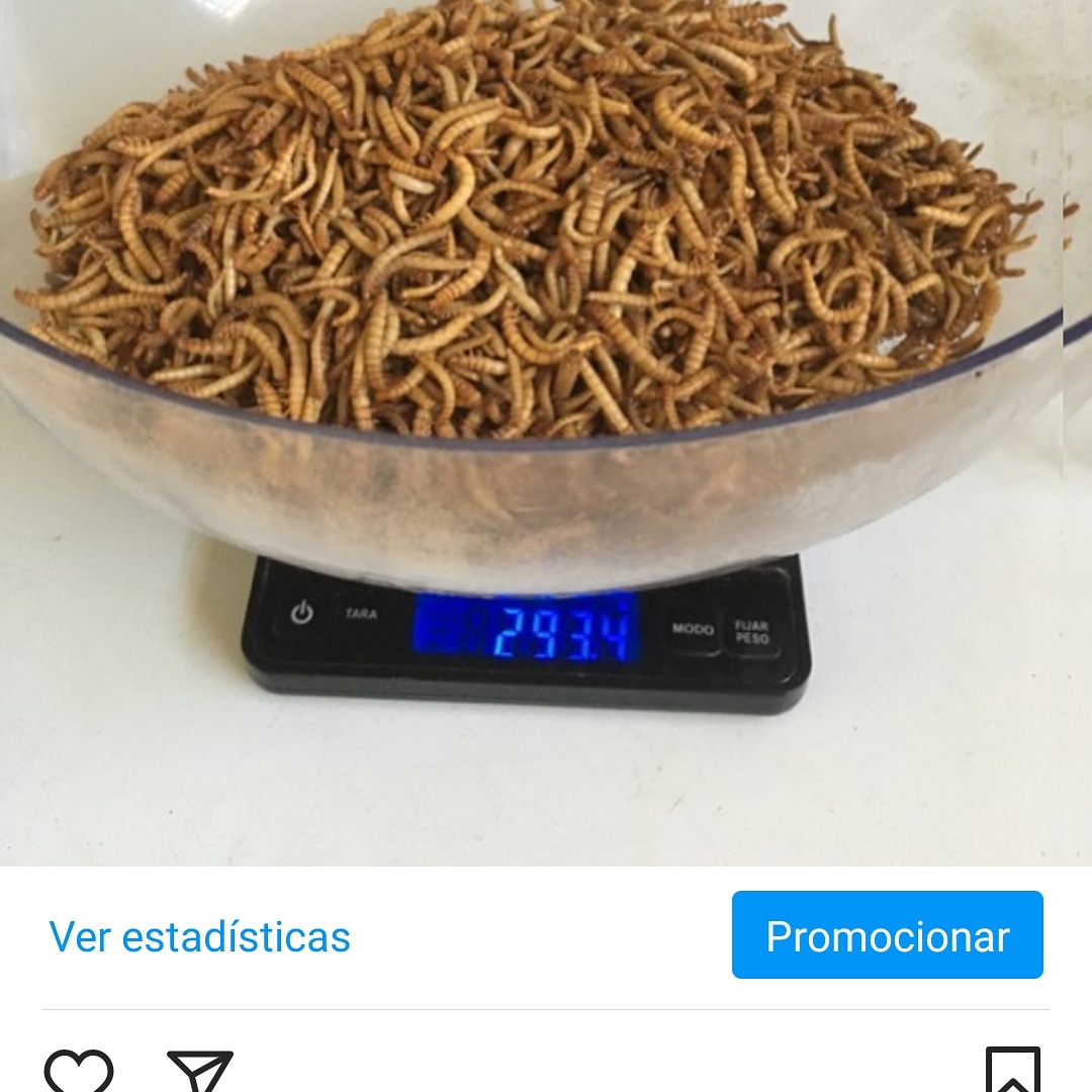 Luz verde al #tenebrio para alimentación humana!! Primer insecto autorizado para consumo humano en la UE.
Tras la evaluación de la Autoridad Europea de #SeguridadAlimentaria, los estados miembros han aprobado, a propuesta de la Comisión su comercialización para el #consumohumano