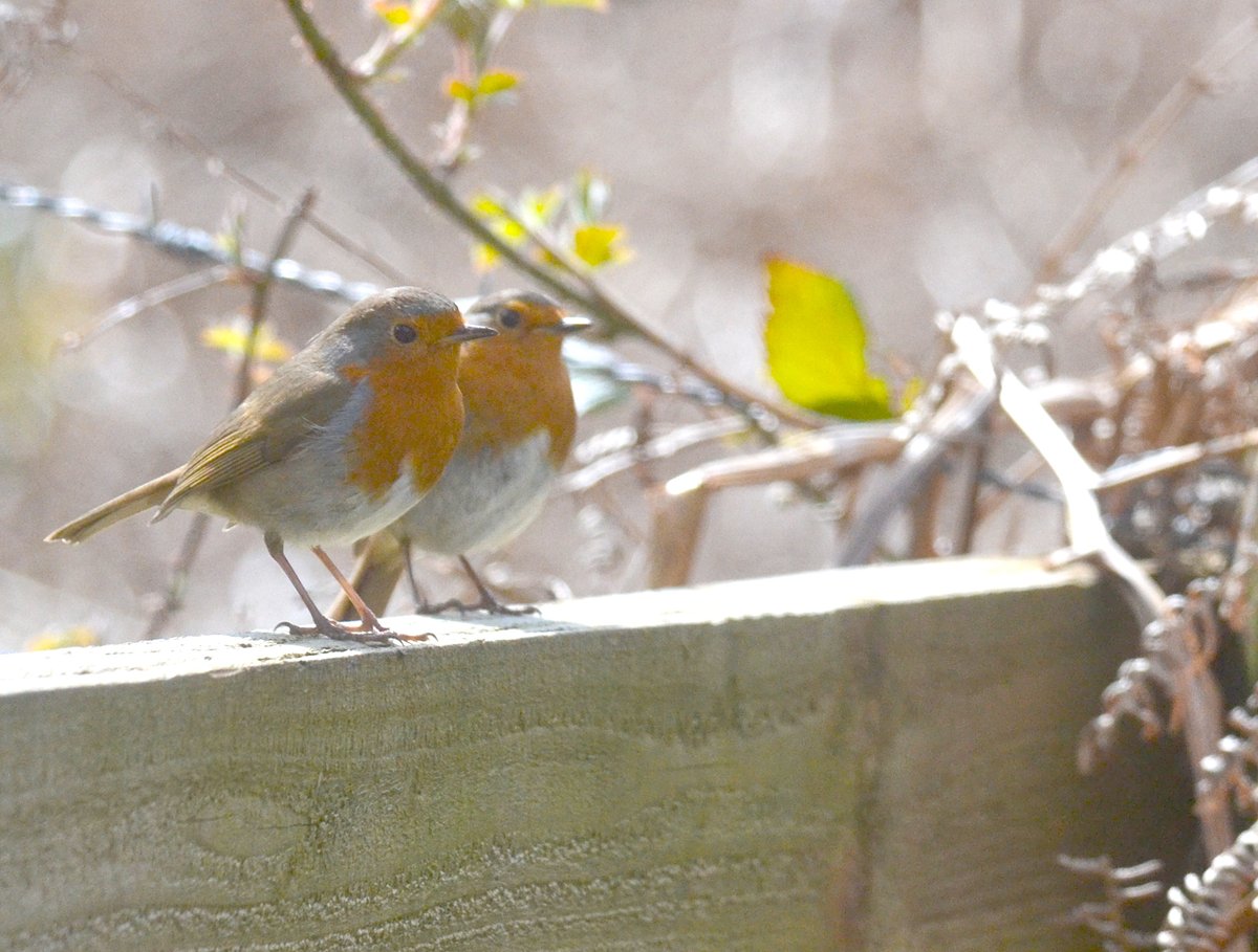 As these threads are always horrible to read, I will say Soph still adores the birds. Even more so now. And the moon on the very rare occasions she can see it. I try and photograph both to show her the beauty of the things she loves. As she says: "Nature is magic"...