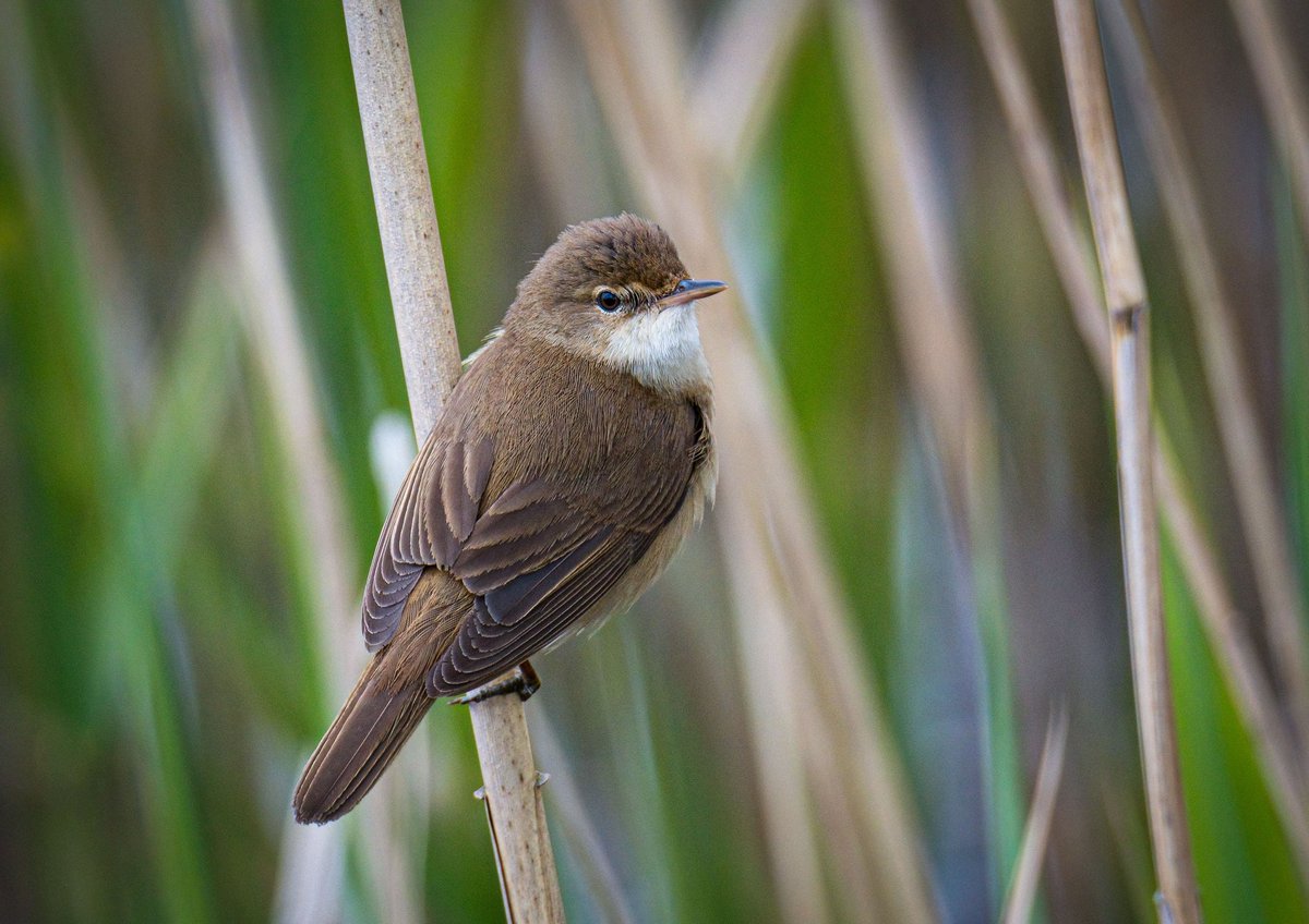 A few showy Reed Warblers were more than happy to give super views, Arklow , Co. Wicklow .
#springbirding  #birdwatchireland
#irishwildlifetrust