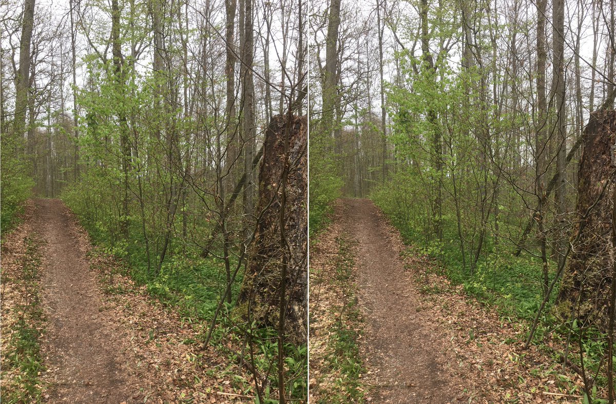  #waldszenen 20210504Browse this thread to see the same forest spot change from day to day ... Double mounts are  #3D. Read on to test this experience:  https://twitter.com/mweiss_tue/status/1373970623739879425?s=20