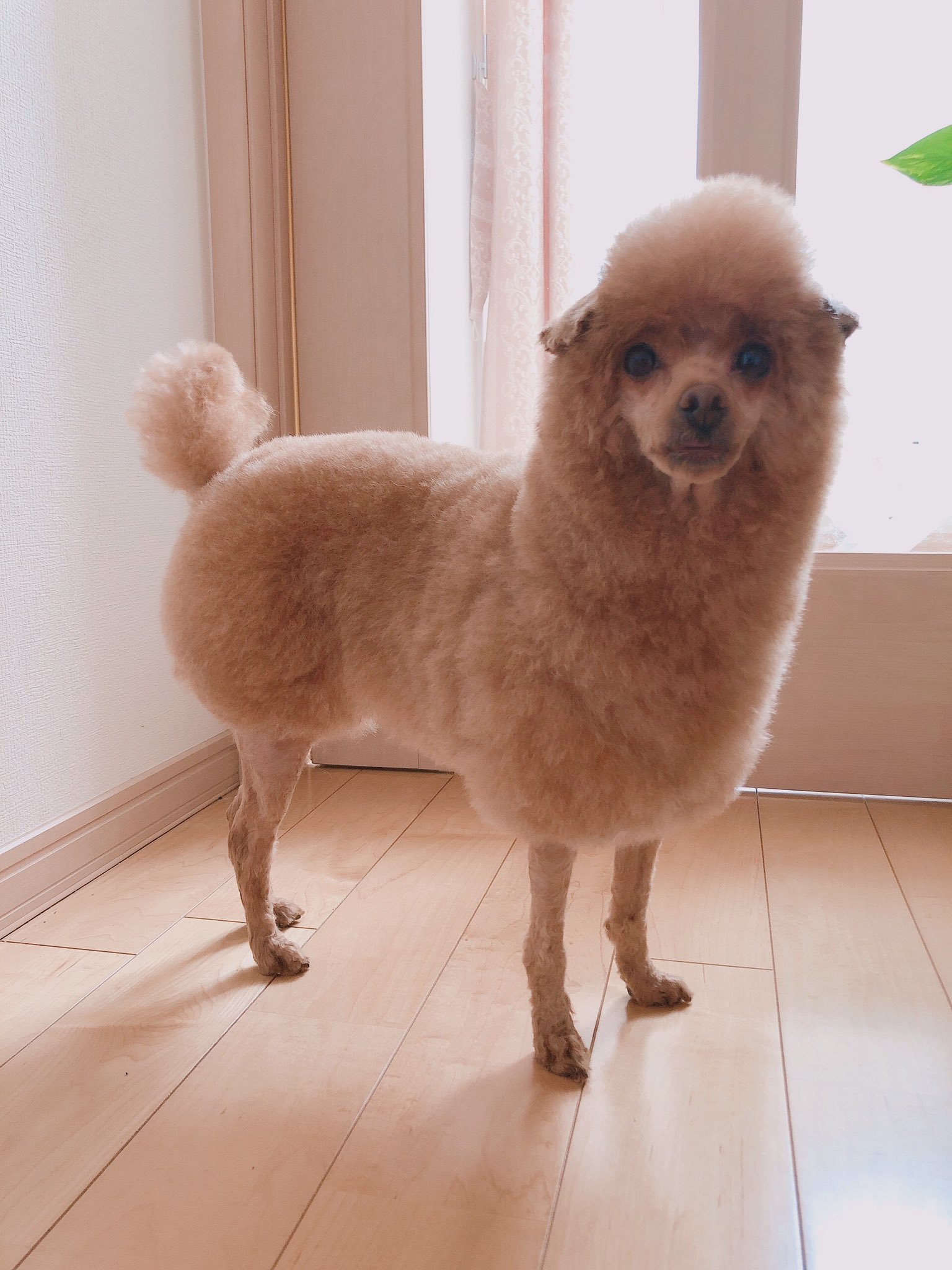 ぷりんとたると Alpaca P T Twitter