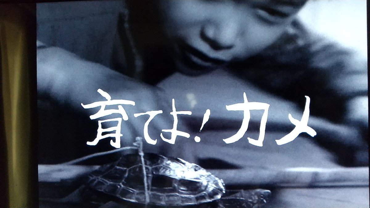 育てよカメ 感想・解説］ウルトラQ 第6話『育てよ!カメ』(1966年) - おのまとぺの
