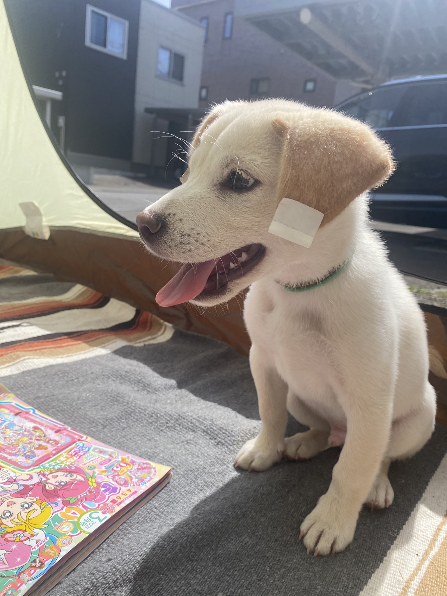 耳矯正 Twitter Search Twitter