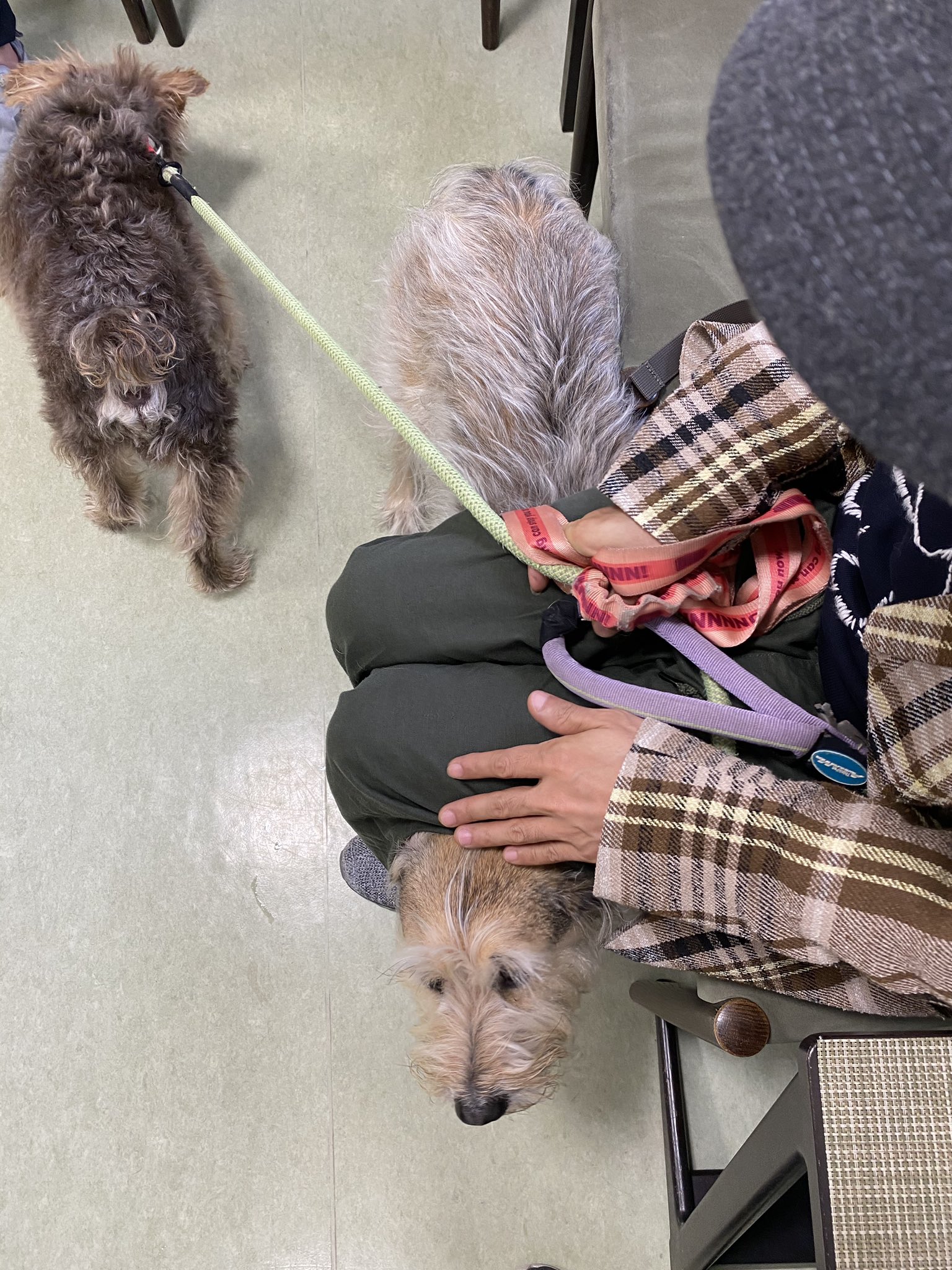 七尾旅人 かかりつけの動物病院に到着 他の患者さん 犬 猫 トカゲなど とコミュニケーションを取りたがる兄犬 私の足の下に 隠れてしまう妹犬 いつも真逆な2匹 しかし表情を見てみるとけっこう外出を楽しんでる T Co 6q6izixdvh