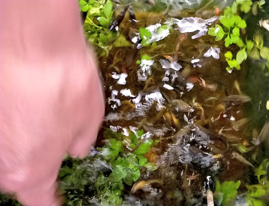 グッピーの里親 ゆの 初心者 02dcgswhkeehla9 Twitter