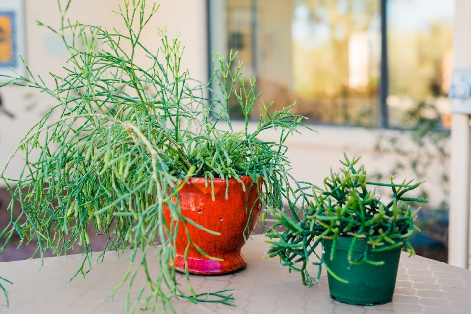 Want to learn more about growing succulents indoors?⁠
⁠
I am starting a new series on my YouTube channel all about how to grow these fleshy houseplants indoors.⁠
Make sure you are subscribed to my YouTube channel so you don't miss out! 🌱☀️
⁠
youtube.com/joyusgarden