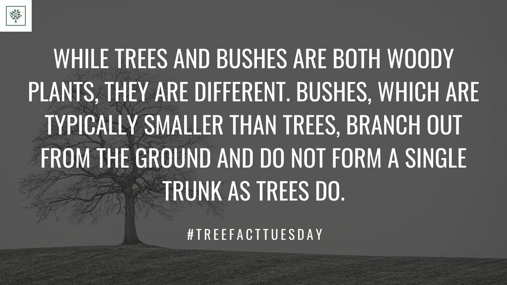 TreesForBooks's tweet image. #treesforbooks #treefacttuesday