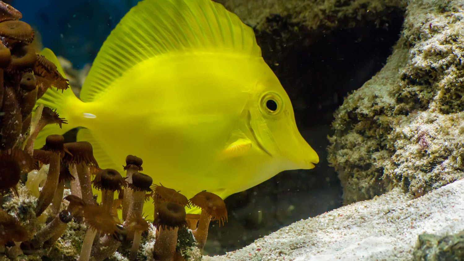 Yellow sales tang care
