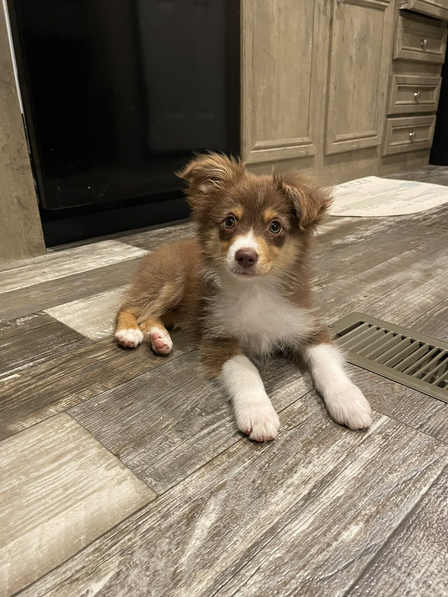 vannahhlynn's tweet photo. Our family grew by 4 paws and 2 tiny feet!! ๐๐ #HelloSecondTrimester #OurBoys https://t.co/1feZu9zLzC