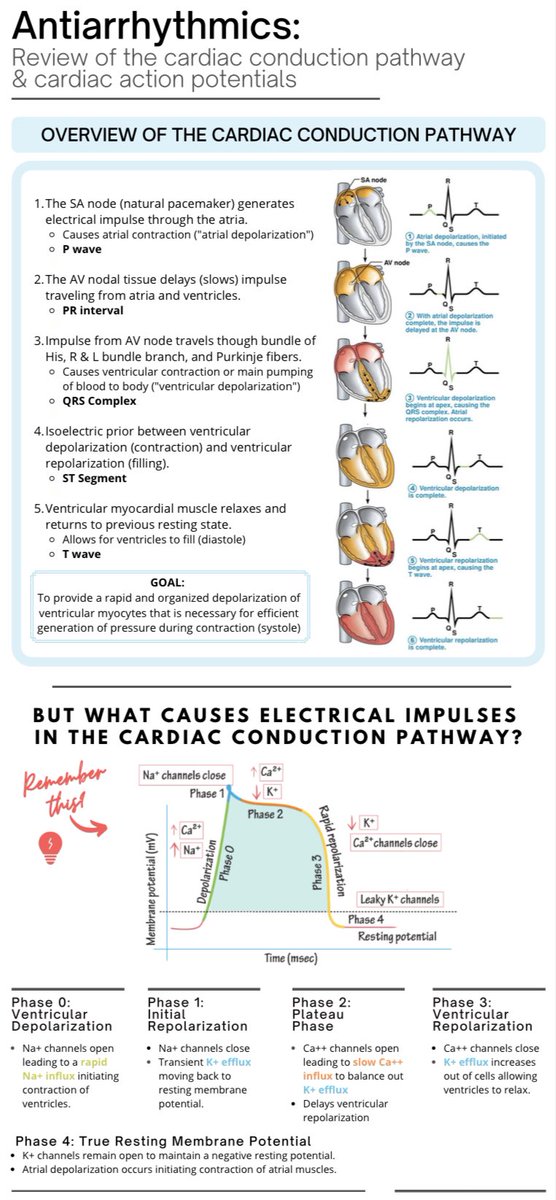 accpcardprn's tweet photo. This week's #TeachingTuesday focuses on the mechanism of action of common antiarrhythmics. ✋ But first, let’s stroll down memory lane &amp; review the pathophysiology of the cardiac action potentials to connect all the pieces 🧩 https://t.co/Gh66J4kBRI