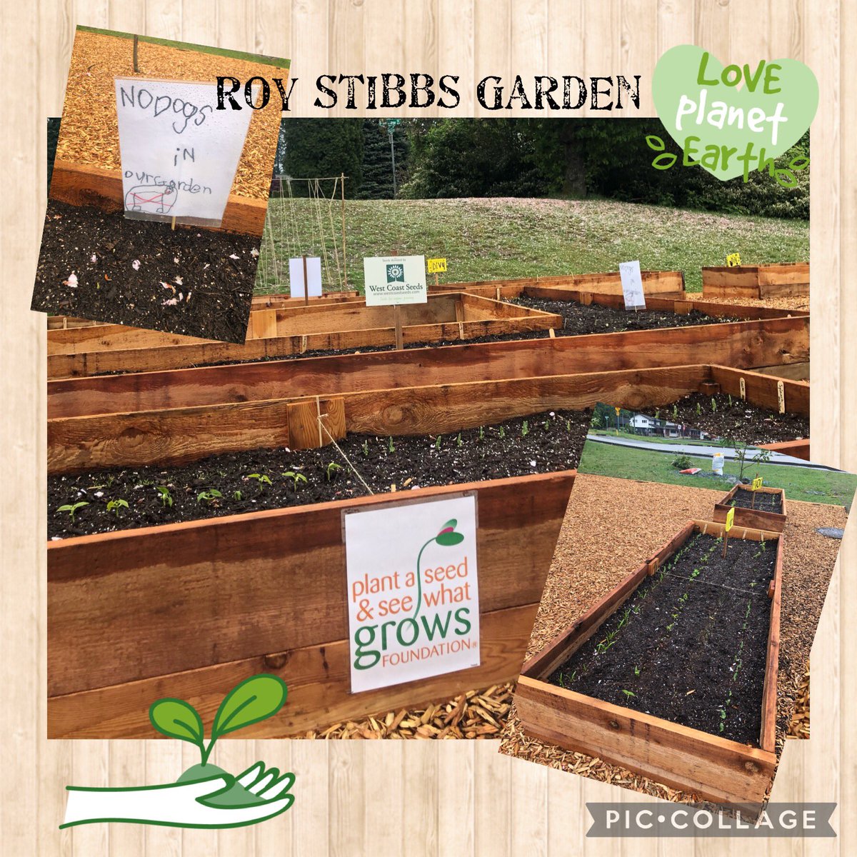 Life is sprouting in our garden beds! <a href="/Sviatko4/">Laurie Sviatko</a> <a href="/sd43bc/">School District 43</a> <a href="/usadian64/">Angela Lundin</a> <a href="/Sharon__86/">sharon</a>