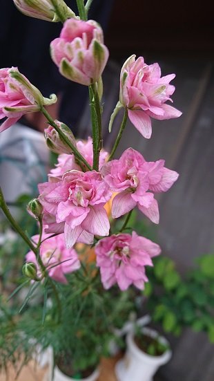 ラークスパー 花騎士 ট ইট র অন সন ধ ন ラークスパー 花騎士 ট ইট র অন সন ধ ন
