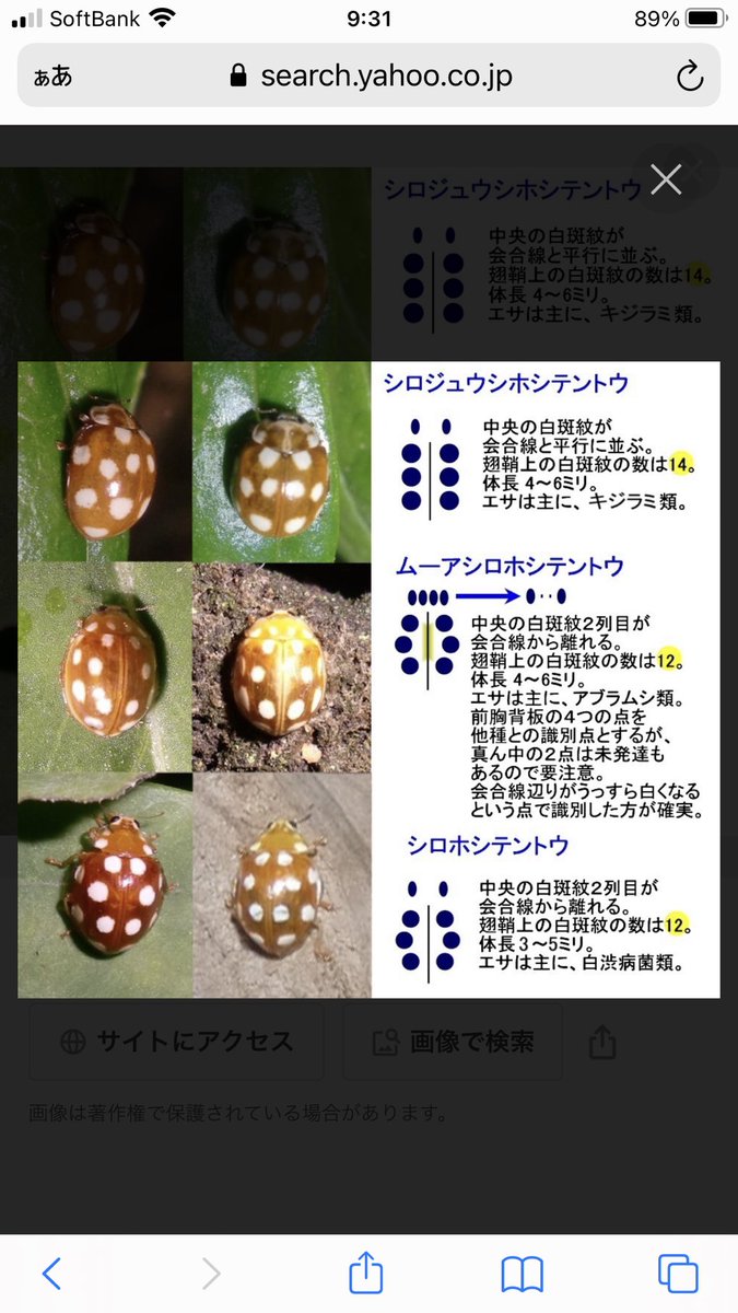 行か で ない てんとう おくれ 虫 てんとう 虫 てんとう虫コミックス『ドラえもん』収録作品