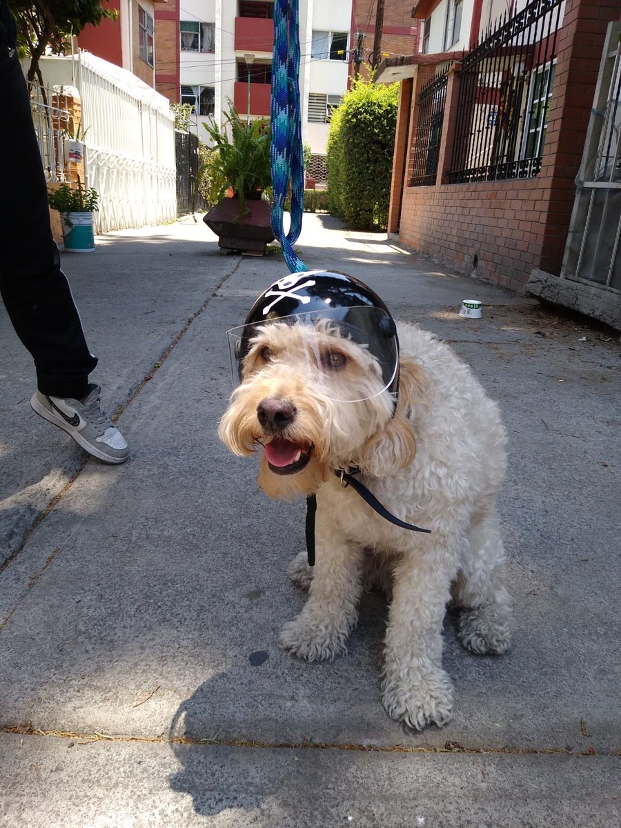 outlawmx's tweet photo. Otro cliente satisfecho y listo para rodar! 😊✌️

#CascosParaMascotas 🐾
📞5523785954
https://t.co/ycRkA165Ev

CDMX - Hacemos envíos a toda República Mexicana.

Aceptamos pago en efectivo, tarjeta de crédito/débito 💳 y transferencia interbancaria 💸 https://t.co/kC4STUVhkQ