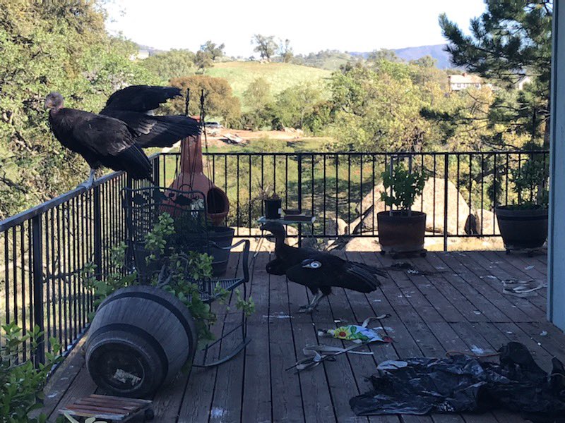 Over the weekend ~15 California condors descended on my moms house and absolutely trashed her deck. They still haven’t left. It sucks but also this is unheard of, there’s only 160 of these birds flying free in the state and a flock of them decided to start a war with my mom 