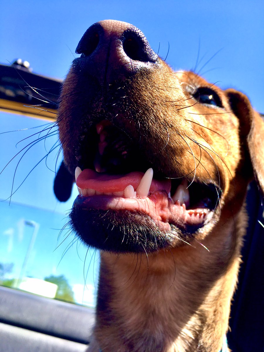 Pjhanrah's tweet image. HulaBaby, rescued in January 2019, pays it forward by rescuing good humans from bad beer. HulaBaby to the rescue. #BuschCTOcontest