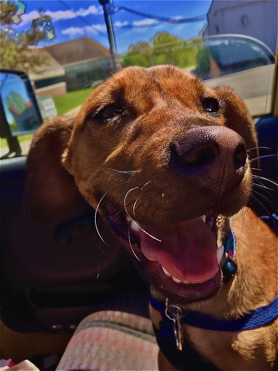 Pjhanrah's tweet image. HulaBaby, rescued in January 2019, pays it forward by rescuing good humans from bad beer. HulaBaby to the rescue. #BuschCTOcontest