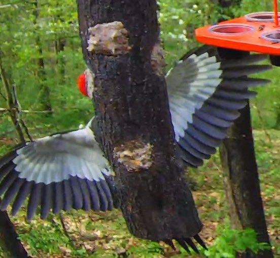 PixCams's tweet photo. Pileated woodpecker male visit Check out this video, and wait until the end to see the awesome wing stretch he does! 🔥 

https://t.co/WHPukSSX9R

Find all of our live cams at https://t.co/UiSaZ3Vyxt

#pileatedwoodpecker #woodpecker #birds #pixcams https://t.co/Bi2jwk739Y