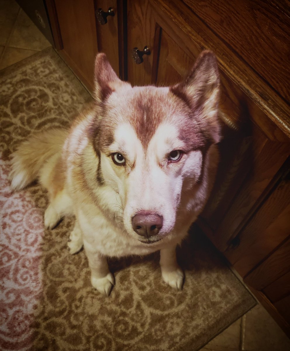 c_harmz's tweet photo. @KennedyNation Bella Blu! 🐾🐺 
#Kennedogs #huskylife https://t.co/CNyLDaPhyB