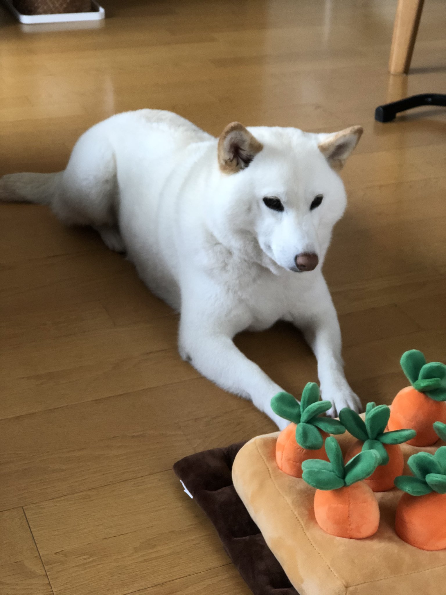 チョビ にんじん畑を監視する犬 定期監視 T Co Vgqjtjbjyw Twitter