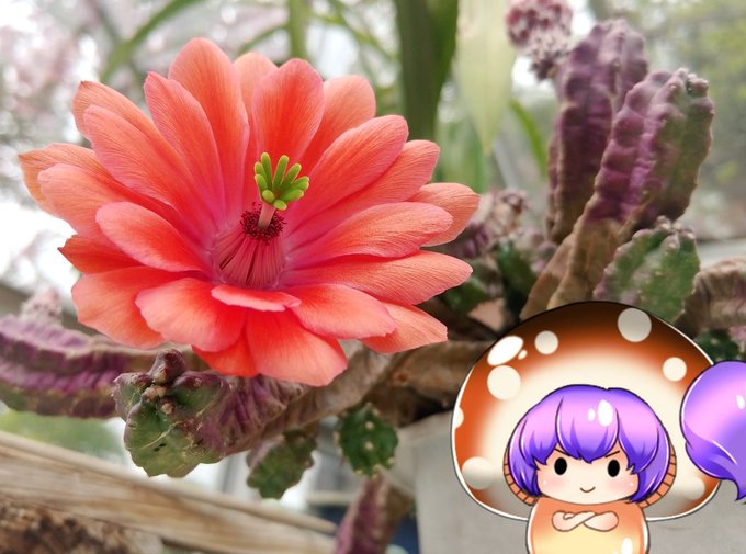 サボテンが花をつけているのtwitterイラスト検索結果
