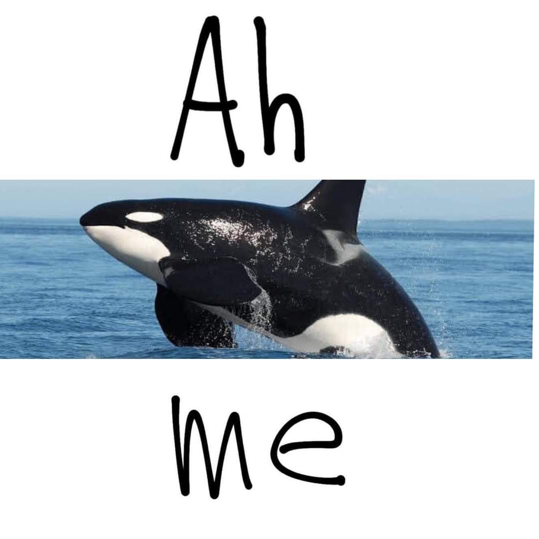 Whale Meme Sticker Sheet – Baddies \u0026 Ballenas, image size:1080x1080