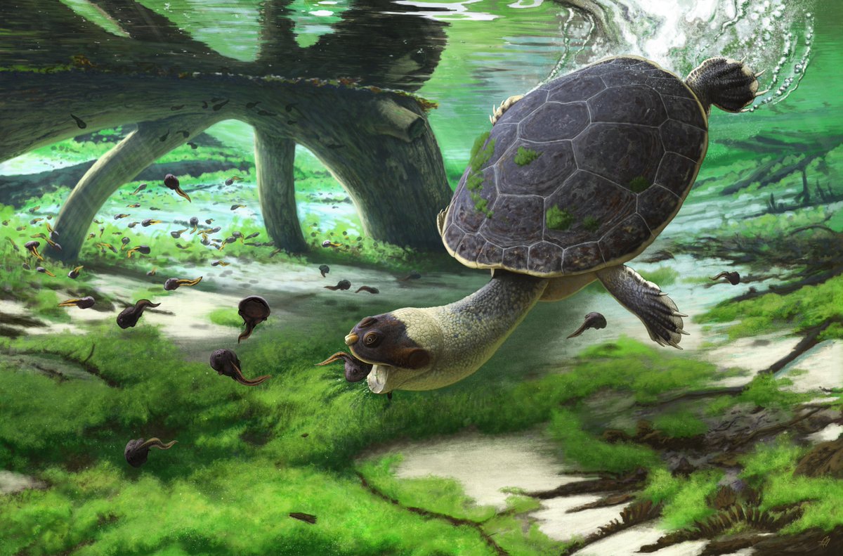 Serjoscha Evers (@sirjoscha) on Twitter photo NEW PAPER! Meet Sahonachelys mailakavava, the "quick-mouthed frog turtle", gorgeously reconstructed by <a href="/AndreyAtuchin/">Andrey Atuchin</a> 🤩 #paleoart Great team work w/ W. Joyce, Y. Rollot, L. Rahantarisoa, <a href="/DiggingDinos/">Tyler Lyson</a> & D. Krause
royalsocietypublishing.org/doi/10.1098/rs… NEW PAPER! Meet Sahonachelys mailakavava, the "quick-mouthed frog turtle", gorgeously reconstructed by <a href="/AndreyAtuchin/">Andrey Atuchin</a> 🤩 #paleoart Great team work w/ W. Joyce, Y. Rollot, L. Rahantarisoa, <a href="/DiggingDinos/">Tyler Lyson</a> & D. Krause
royalsocietypublishing.org/doi/10.1098/rs…