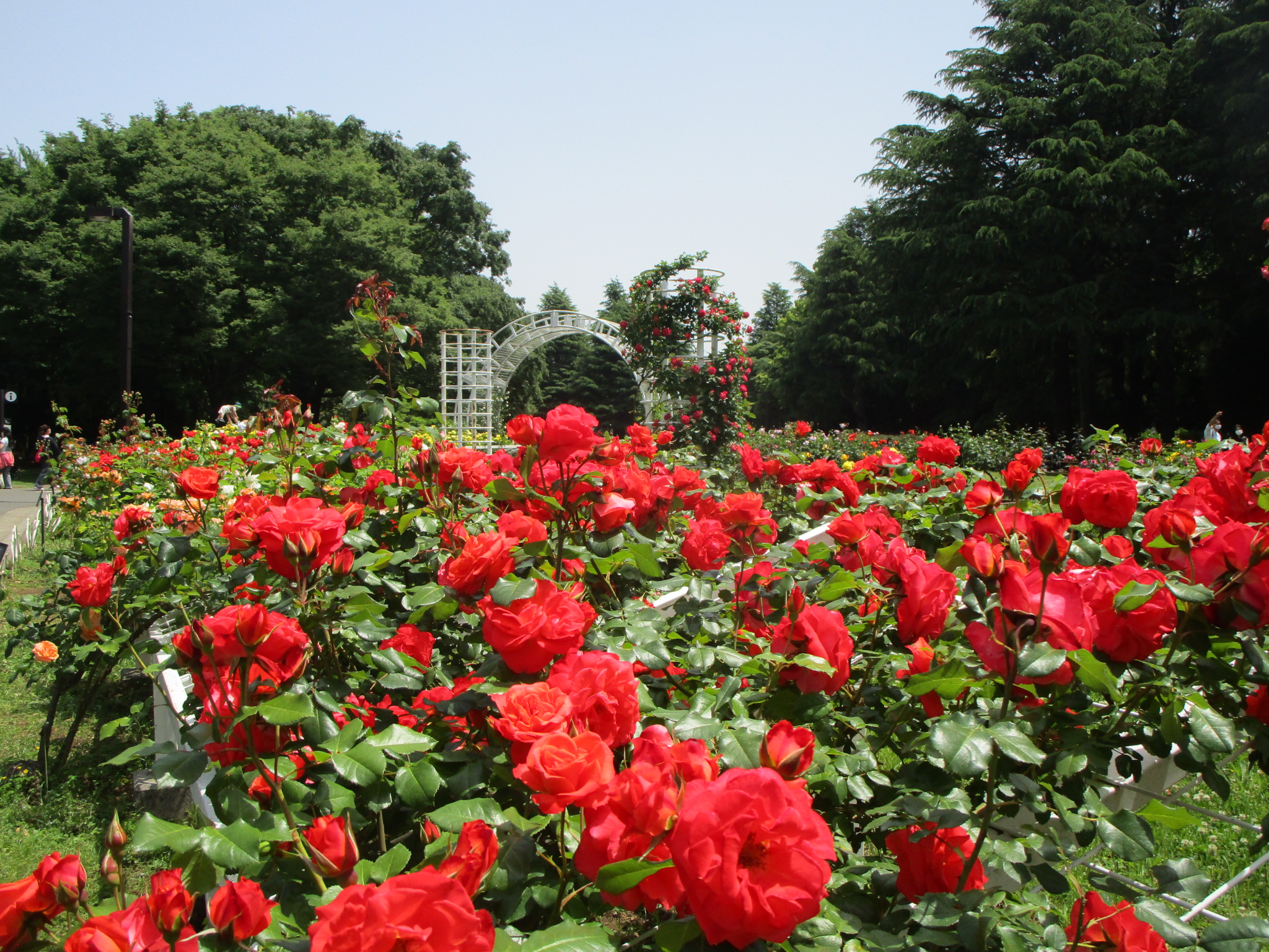 都立代々木公園 みなさま バラが見ごろになりました 11月の花がら摘み 今年1月 2月頃までのつるバラ の誘引と剪定や施肥を丹念に実施した結果 見事な花が彩り豊かに咲き誇っていました 5月3日撮影 ご来園の際はマスクの着用にご協力お願い致します