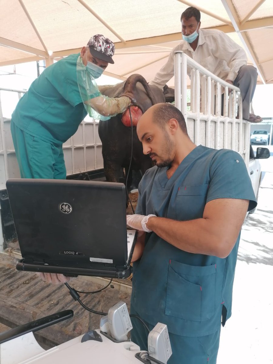 أما الثاني فتم تخصيصه لمعالجة عدد من الحيوانات كالقطط والصقور والدواجن وطيور الزينة وغيرها من الطيور، موضحة أن العيادة تُقدم العلاج اليومي في القسمين عدا علاج الجمال والأبقار فيتم من خلال إرسال فريق طبي بيطري إلى مكان تواجدها.