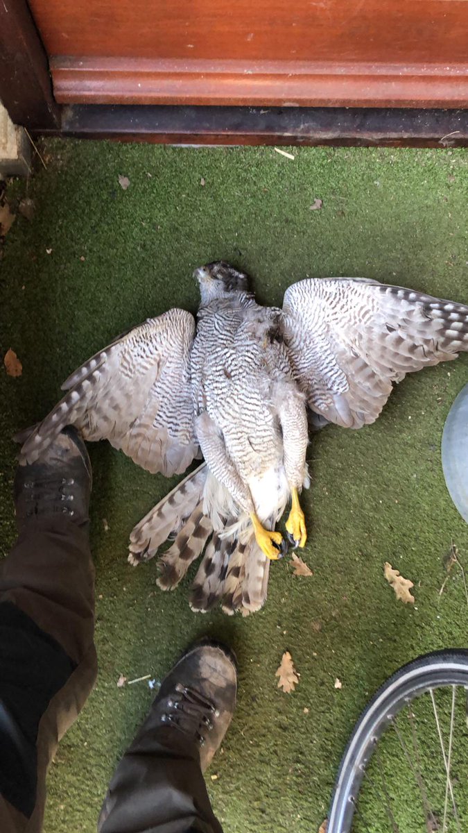 Roofvogelvervolging is nog steeds aan de orde van de dag. Afgelopen maanden 2 dode haviken aangetroffen waarvan 1 vergiftigd en 1 doodgeschoten (hagel).