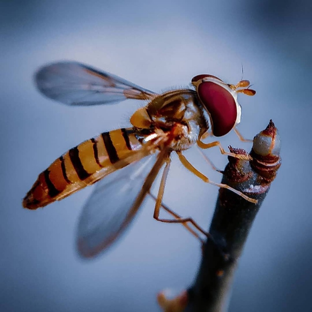 apexelindia's tweet image. Reposted from @starry_berry20 Hoverfly Macro
Shot on👉 Redmi note 5pro+@apexel.in 12-24x macro lens

#macroshots #macrofreaks #raw_insects #starry_berry20 #apexelindia #macroshot #macroghraphy #macro_ir #india_ig #hoverfly #shutterbugdivision#magic_ma… instagr.am/p/COeuRgqJN1T/