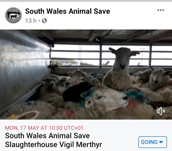 SWAnimalSave's tweet image. Vigil St Merryn's slaughterhouse Merthyr Monday 17th May. 10am
#southwalesanimalsave #bearingwitness #meetyourmeat #meatismurder #GoVegan