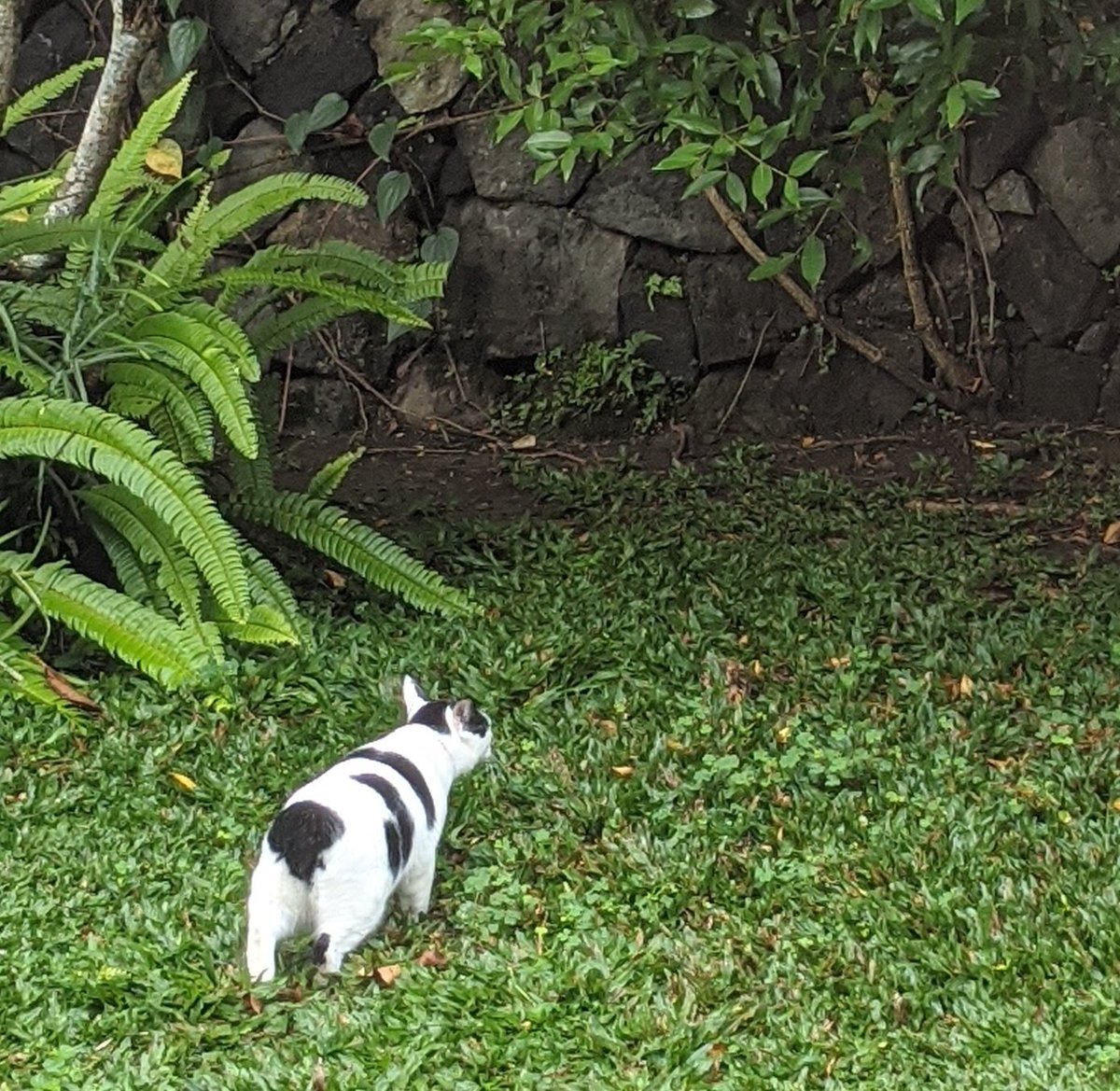 anindyavivi's tweet photo. Cuma mau kasih tau kalo ak sekarang pelihara anak sapi harvest moon. Tiap pagi dia merumput di halaman rumah. https://t.co/N2O4D498WR