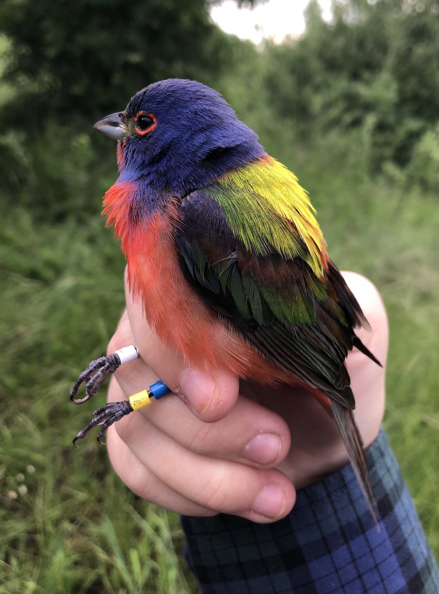 my hands look like this so his can look like that 💗 #paintedbunting #passerinaciris 

**these birds and captured and banded by professionals for ecological research, please do not attempt to handle wildlife**