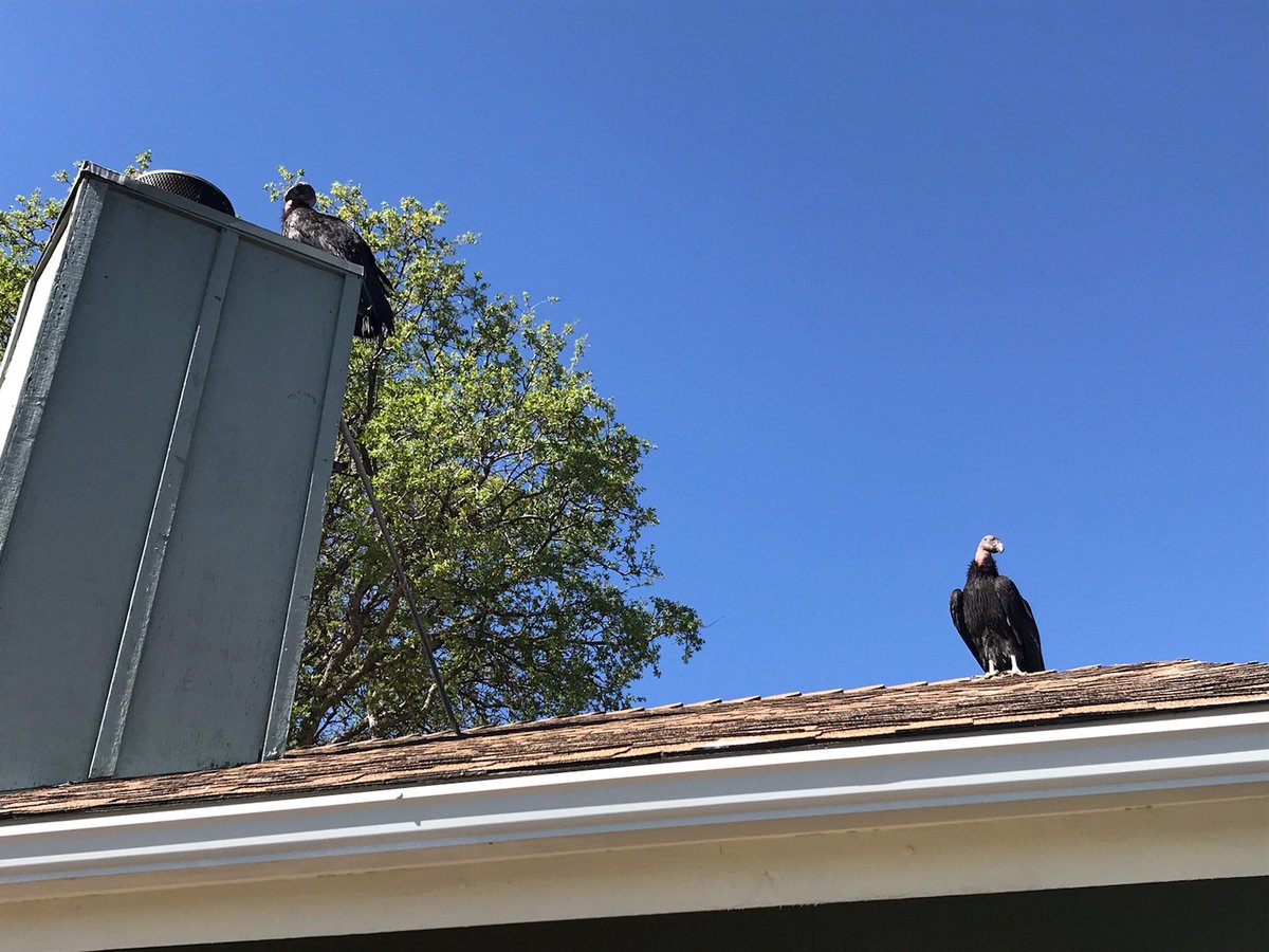 She does think this is pretty amazing but also the worst. They don’t have to leave her property but leave the house alone. They keep hanging out on her roof and railings messing with stuff and pooping everywhere. Trees are fine but not the house please 