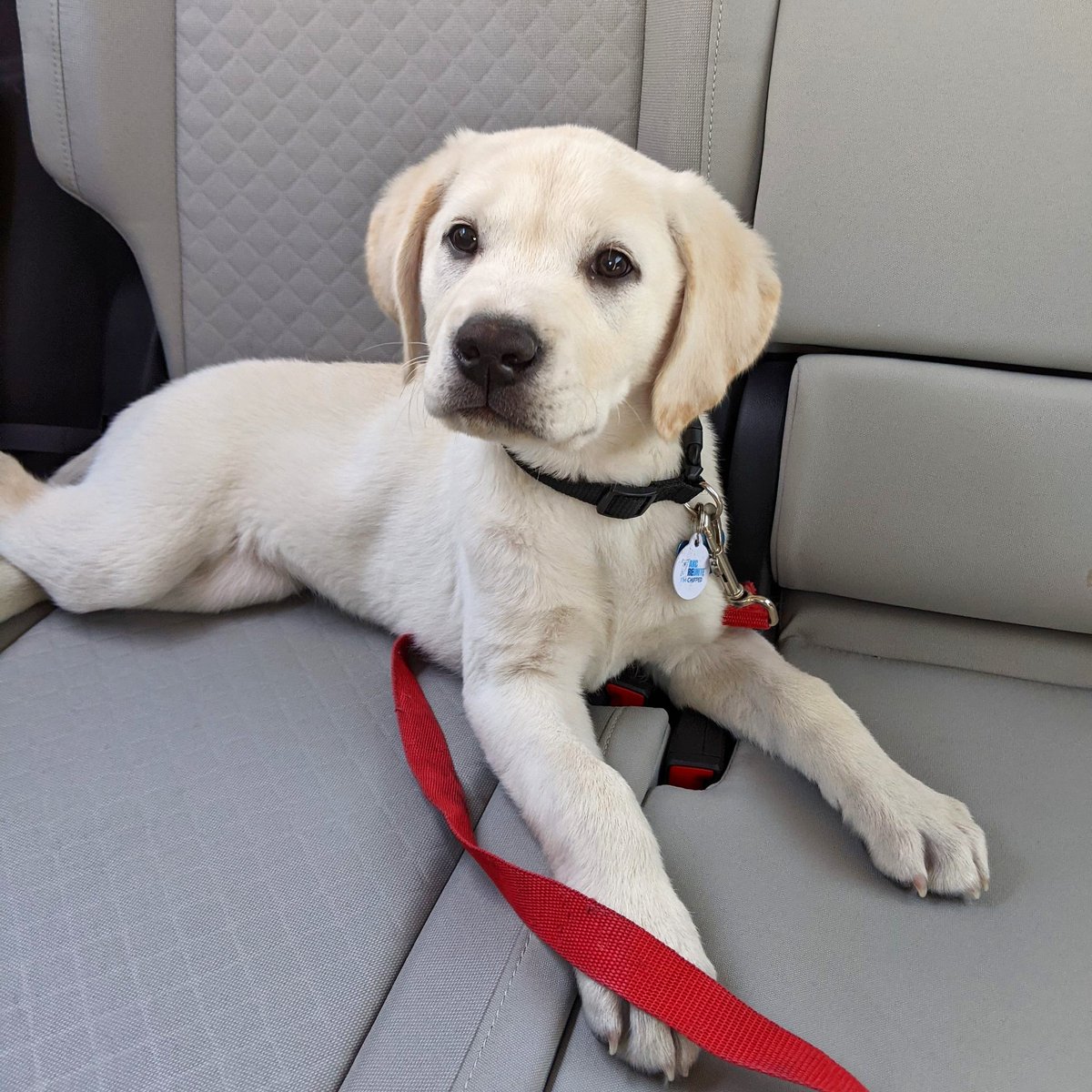 skintz13's tweet photo. @dog_rates @budweiserusa @DalmatianOliver Sunny couldn't contain his excitement when he heard about this! #PupweiserContest @budweiserusa https://t.co/vcubRse0tl