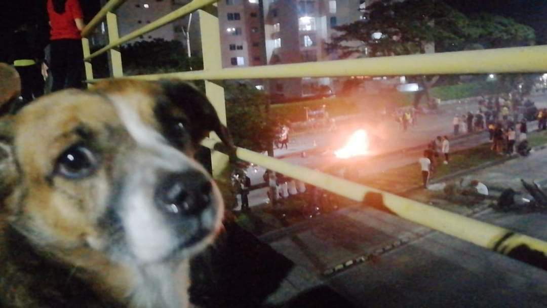 viipantoja's tweet photo. Pobres perritos, me parte el corazón weeeey YA BASTA, si pueden ayudenlos también porfavor. 🙏🏻😭 https://t.co/aoyrRs212Q