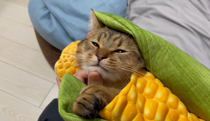 Можно котам кукурузу. Кот с кукурузой. Кошачья кукуруза. Котята в кукурузе. Котик кукурузный початок.