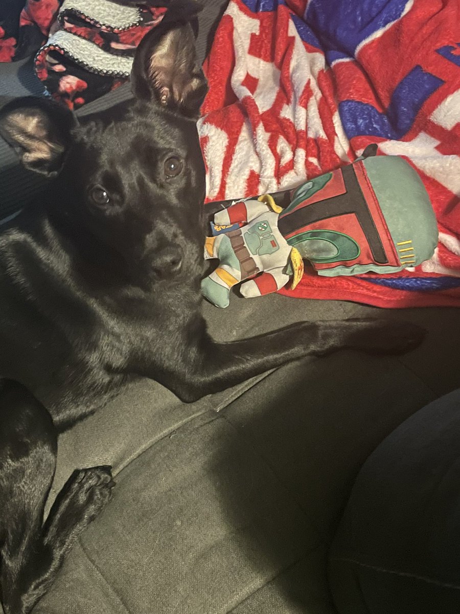 Happy May the 4th/Revenge of the 5th. Spyro enjoys the dark side of the force. @HamillHimself